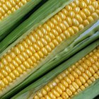 Maize. Fresh Corn on wooden table