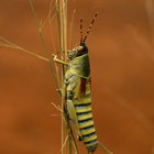 Las diferentes maneras en las que se desplazan los insectos