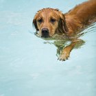 Curas naturales para problemas de oído en Golden Retrievers