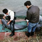 ¿Qué causó la extinción del delfín baiji?
