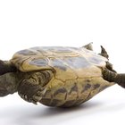 How to Tell If a Tortoise Is Male or Female