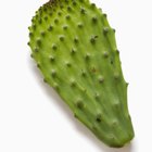 ¿Qué tipos de cactus son comestibles?