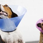 Cómo hacer un cono para evitar que un perro lama sus heridas