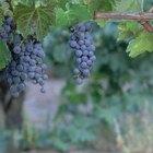 Quanto tempo demora para uma videira produzir uvas?
