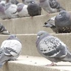 Cómo limpiar de forma segura el excremento de las palomas y los pájaros