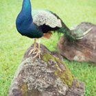 How Do Peacocks Protect Themselves?