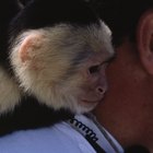 Como criar um filhote de macaco-prego