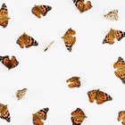 ¿Cuáles son las adaptaciones estructurales de una mariposa?