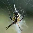 Aranhas amarelas que são perigosas para os humanos
