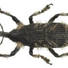 Tipos de insectos con muchas patas