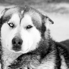 Cómo saber si un husky siberiano es parte lobo