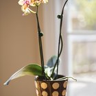 Problemas de mofo em orquídeas