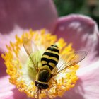 Cómo matar los abejorros con remedios caseros