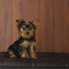 List of Types of Terriers