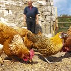 Qué no deben comer los pollos de mascota