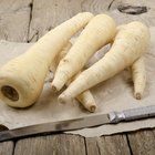 Close up image of a turnip growing in the garden