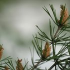 ¿Cuándo puedes saber el sexo de una planta?