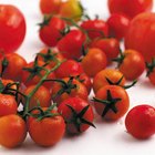 Cómo hacer madurar los tomates rápidamente