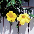 Como cultivar alamanda-amarela a partir das sementes
