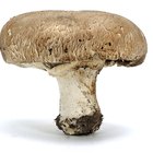 Tipos de cogumelos que se desenvolvem em fezes 