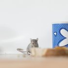 Cómo desalentar a los ratones sin veneno