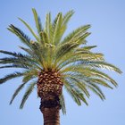 ¿Las raíces de las palmeras son tan grandes como sus partes superiores?