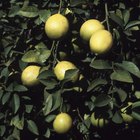 Cómo criar a un árbol de limón Eureka