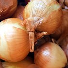 Cebolas com brotos ainda são boas para comer?