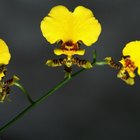 Con qué frecuencia debes podar las orquídeas phalaenopsis
