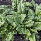 fresh spinach leaves in white bowl on wood table