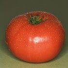 Spray de bicarbonato de sódio para tomates