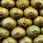 ¿Qué tipo de fruta es el kiwi?