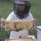 Los sueldos de los apicultores