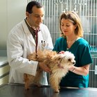 Cómo hacer análisis de sangre a un perro como técnico veterinario