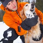 Cómo curar almohadillas agrietadas en las patas de un perro