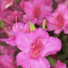 Azaleas que florecen varias veces por año