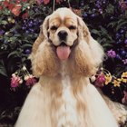 Qué es una solución salina para la limpieza de los ojos de un perro