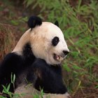 Las organizaciones que protegen al panda gigante