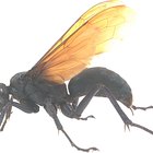 Tipos de insectos voladores que pican