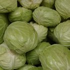 Closed Up Image of a Cabbage With Water drops On it, Surrounded By Other Vegetables, High Angle View