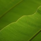 Cuidado de los muebles de hoja de plátano