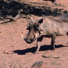 Como construir armadilhas para porcos selvagens
