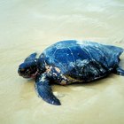 Proyectos para niños sobre el ciclo de vida de las tortugas marinas