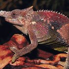 Fun Facts on the Life Cycle of the Chameleon