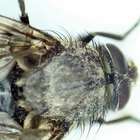 ¿Cómo hacer una solución casera que atraiga a las moscas?