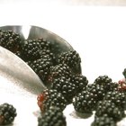 Small heap of Blackberries