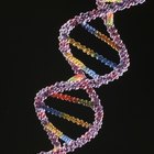 Tipos de metabólitos primários e como são produzidos