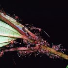 ¿Por qué las hormigas se comen las plantas?
