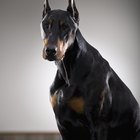 ¿Cuánto viven los Doberman?