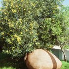 Germinación de semilla del árbol de olivo